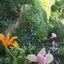 画像 うちの庭〜私の居場所づくり2のユーザープロフィール画像