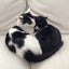 ねむぽ🐱ポジネガ双子猫のサムネイル