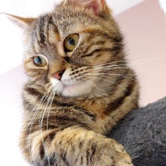 れいこのプロフィール