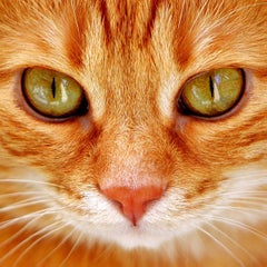 Blues catのプロフィール