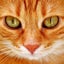 Blues catのサムネイル