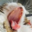 画像 keikoのネコとご飯とたまに水泳のユーザープロフィール画像