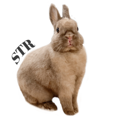 セイブザラビッツのプロフィール