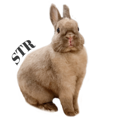 ありえない 夏の大阪でまたうさぎの大量遺棄 Save The Rabbits Blog うさぎの里親募集