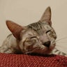 aohaのプロフィール