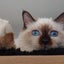 画像 バーマン猫の一週間のユーザープロフィール画像