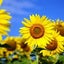 🌻himawari🌻のサムネイル