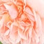 有城瑠菜のサムネイル