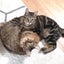 画像 夢のマイホーム完成しました！〜新居の紹介〜生活の工夫〜猫との暮らしのユーザープロフィール画像
