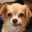 画像 COCO NEEL トゥトゥの保護犬の一時預かりボランティア日記のユーザープロフィール画像