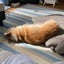 YUKIのサムネイル