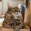 画像 メインクーン専門猫カフェmof.mofのユーザープロフィール画像