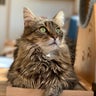 メインクーン専門猫カフェmof.mofのプロフィール