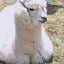 アルパカのサムネイル