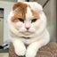 うつ病飼い主きのこ🍄のサムネイル
