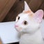 こみさんのサムネイル