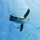 寒がりなペンギンのおすすめのサムネイル