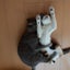 画像 猫とのふれあい日記のユーザープロフィール画像
