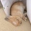 うさみるのサムネイル