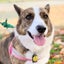 corgi-aliceのサムネイル