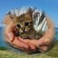 画像 Cat nursery Larimar 猫の保育所ラリマーのユーザープロフィール画像