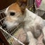 たこしのサムネイル