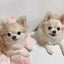 小型犬猫専用ペットサロン　　　　　　　　　　　心声-COCONA-のサムネイル