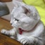 オレンジのサムネイル