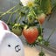 いがまるのサムネイル