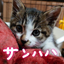 サンハハのサムネイル