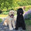 画像 ブービエデフランダースの犬 ❤︎ Angie & Rachel ❤︎ わんわん アンジーとレイチェルのユーザープロフィール画像
