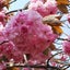 marickokosのサムネイル