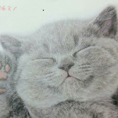 86shirotsubakiのプロフィール