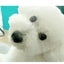 りーたんのサムネイル