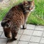 画像 猫キムラのユーザープロフィール画像