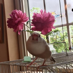 おつなのプロフィール