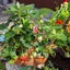 中天庭園　植物土壌匠のサムネイル
