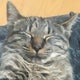 Chakoのおすすめのサムネイル