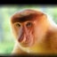 かつのサムネイル