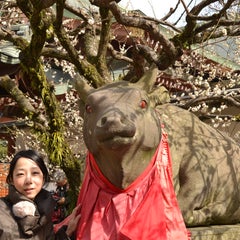 怪獣Mokkoのプロフィール