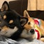 柴犬マロ•トドのサムネイル
