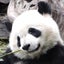 ぱんなのサムネイル