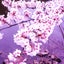 sakura（桜）のサムネイル