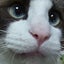 画像 猫とフルートのユーザープロフィール画像