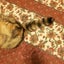 にゃんずとの日常のサムネイル
