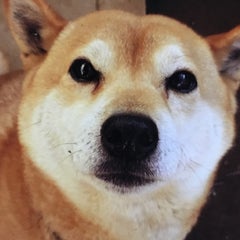 ニュースより 志村けんさんの愛犬 殿くん 逝く 長生きを 相葉雅紀が願うも 36歳 乳がん骨転移ステージ４からのスタート