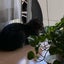 ザエモンのサムネイル