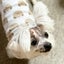 画像 個人保護犬ボランティア♡ばんび♡のユーザープロフィール画像