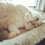 画像 保護ねこオフィスアリス～おきなわ美ら猫譲渡会～のユーザープロフィール画像
