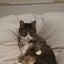 画像 ジョイ吉と20匹くらいの保護猫のいる生活のユーザープロフィール画像